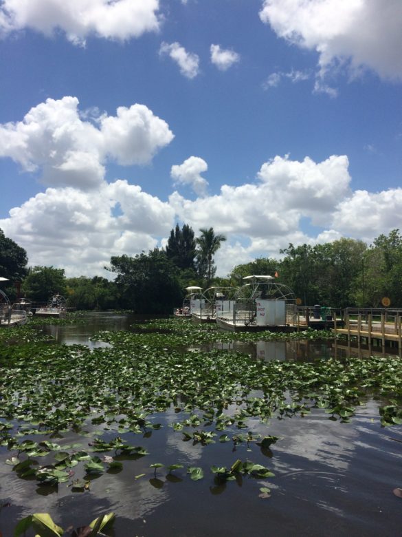 Airboat Miami Everglades